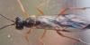 Rhimphoctona teredo